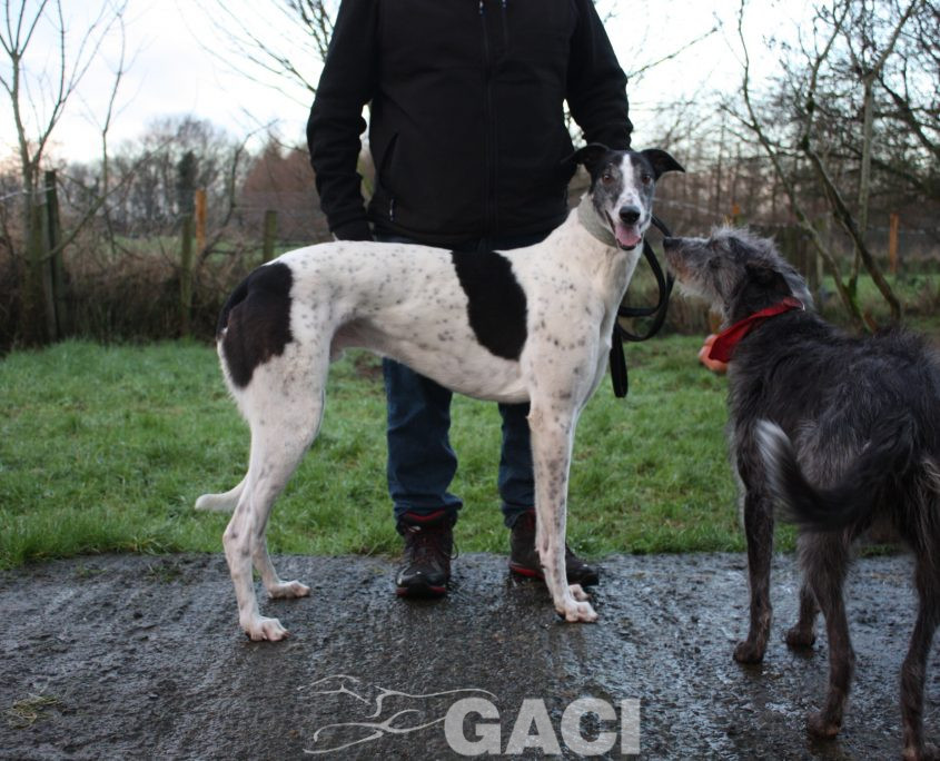 VALDEMAR - 28-03-2016 - M (2)