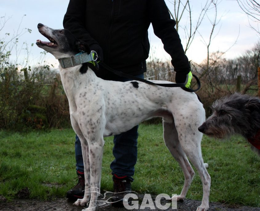 VALDEMAR - 28-03-2016 - M (3)