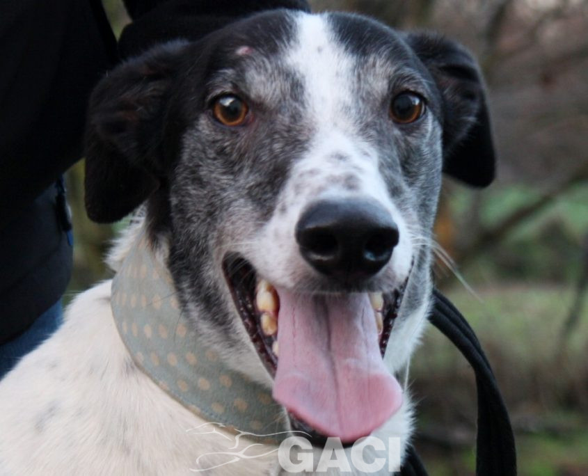 VALDEMAR - 28-03-2016 - M (4)