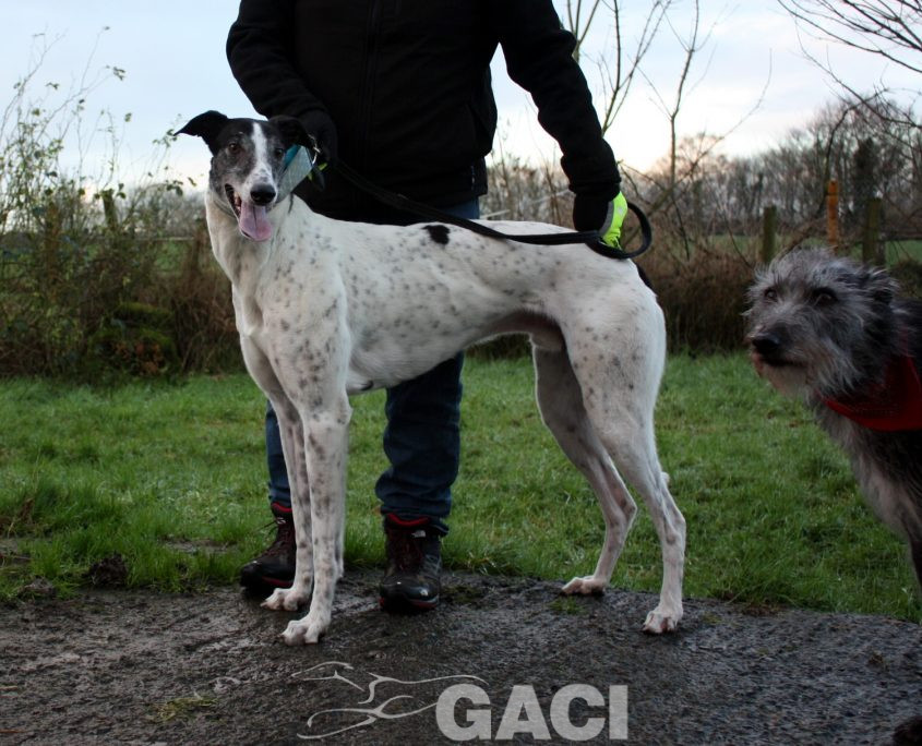 VALDEMAR - 28-03-2016 - M (5)