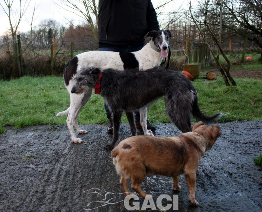 VALDEMAR - 28-03-2016 - M (6)