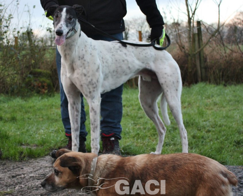 VALDEMAR - 28-03-2016 - M (8)