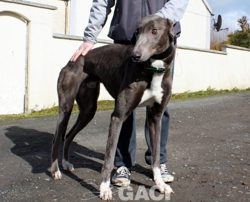 FREDERIC - 17-06-2017 -M (3)