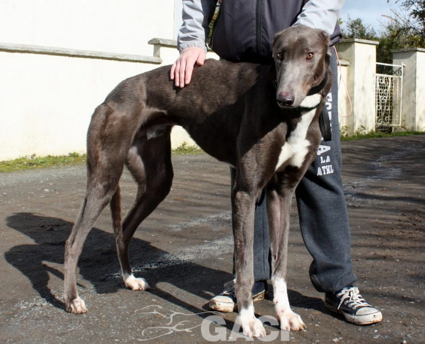 FREDERIC - 17-06-2017 -M (6)