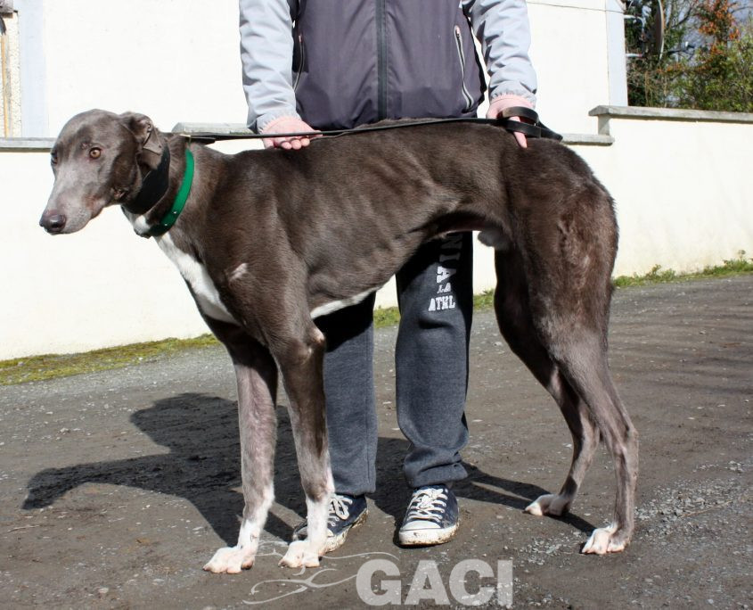 FREDERIC - 17-06-2017 -M (8)