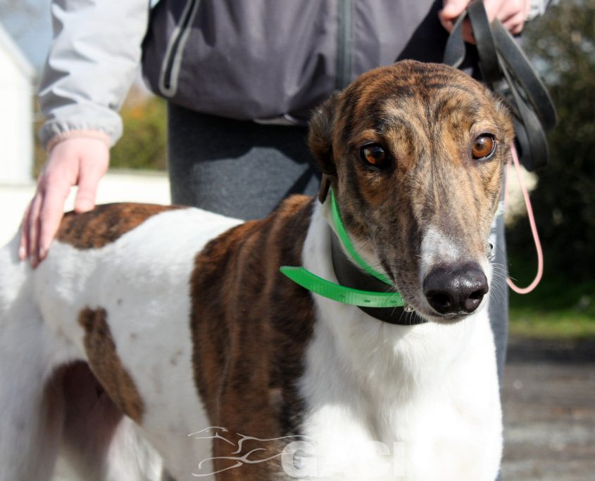 MINA - 17-01-2017 (1)