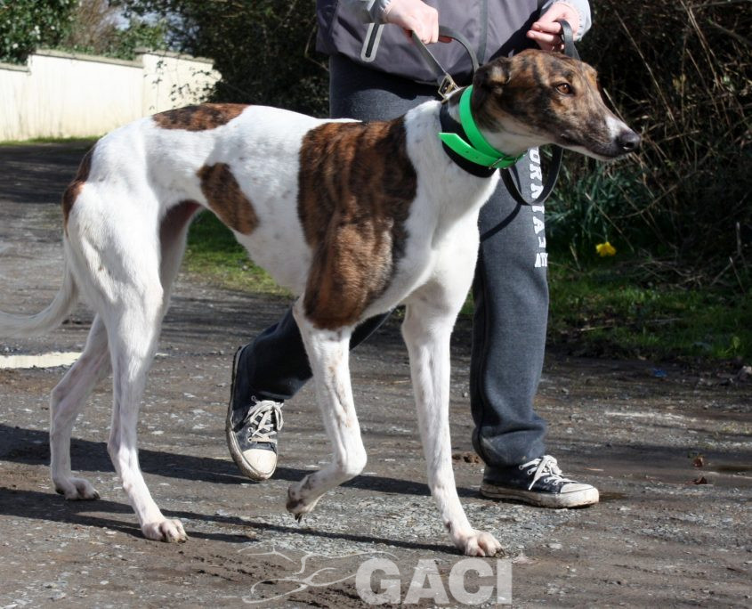 MINA - 17-01-2017 (2)