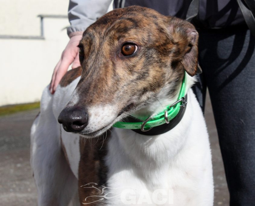 MINA - 17-01-2017 (3)