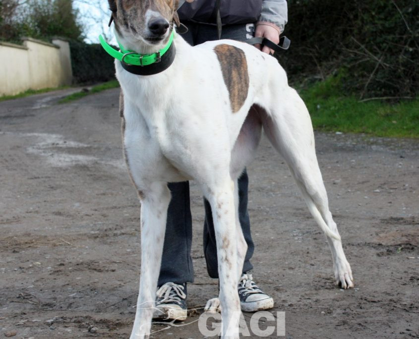 MINA - 17-01-2017 (4)