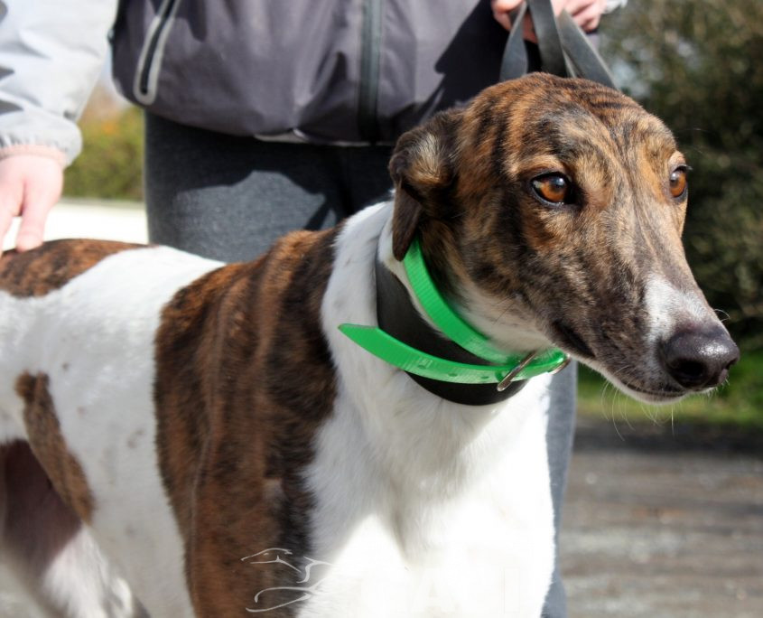 MINA - 17-01-2017 (5)