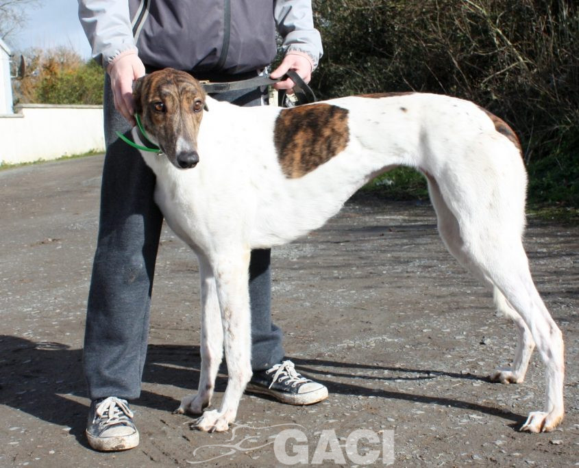 MINA - 17-01-2017 (6)