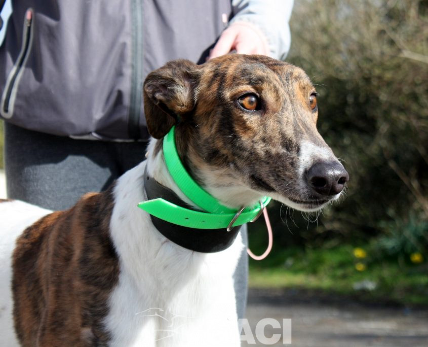 MINA - 17-01-2017 (7)