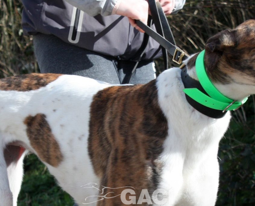 MINA - 17-01-2017 (8)