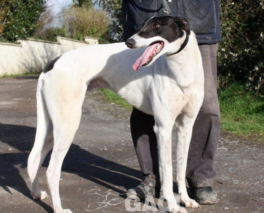 MORGAN - 27-09-17 - M (2)