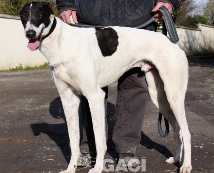 MORGAN - 27-09-17 - M (3)