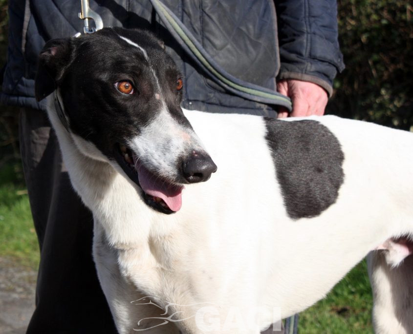 MORGAN - 27-09-17 - M (4)