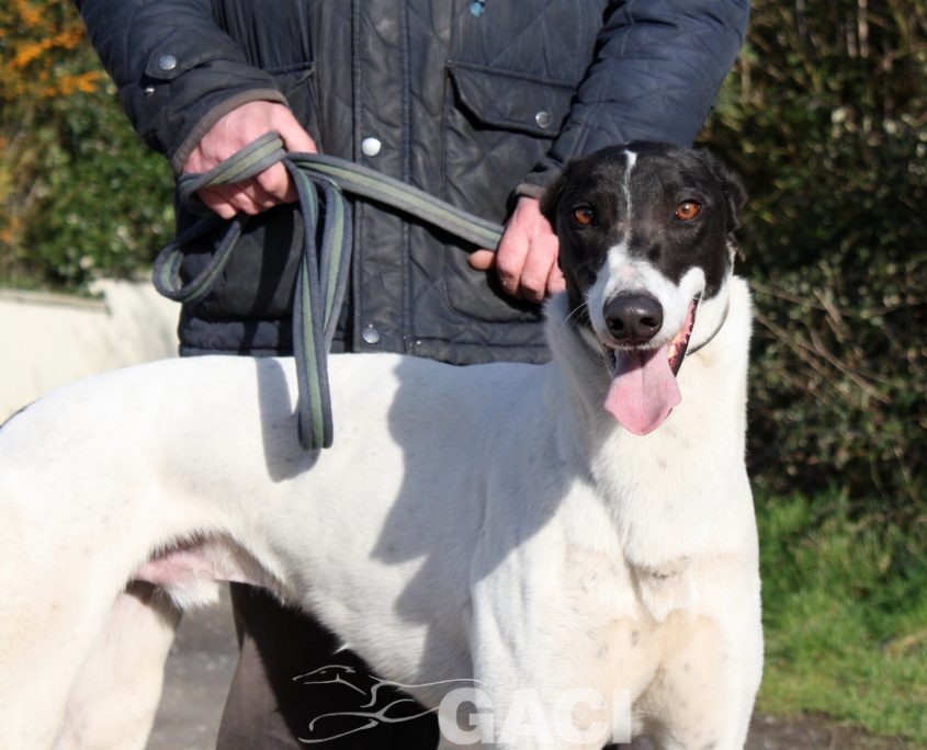 MORGAN - 27-09-17 - M (5)