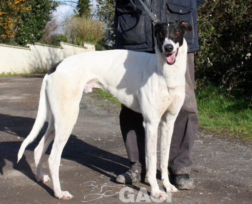 MORGAN - 27-09-17 - M (6)