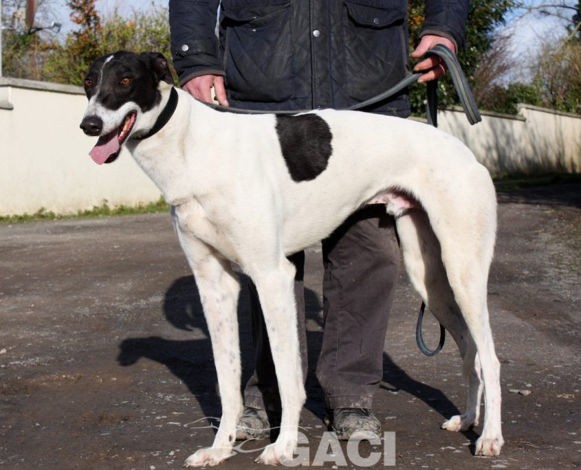 MORGAN - 27-09-17 - M (8)