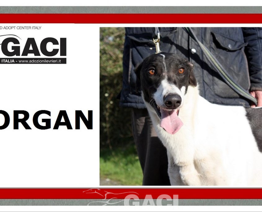 MORGAN - 27-09-17 - M (9)