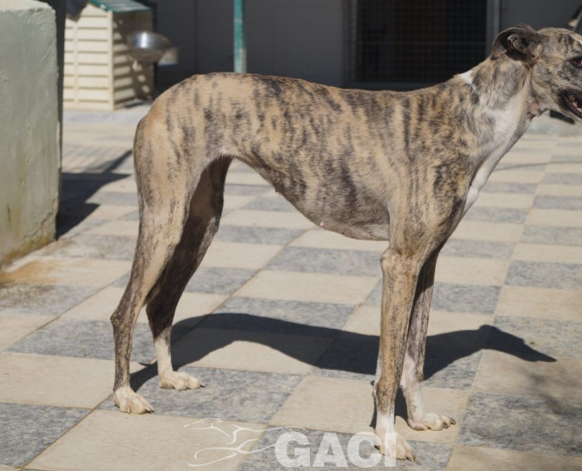 P190224_01 MIMI H3 941000021939497 ( CEDIDA) (1)