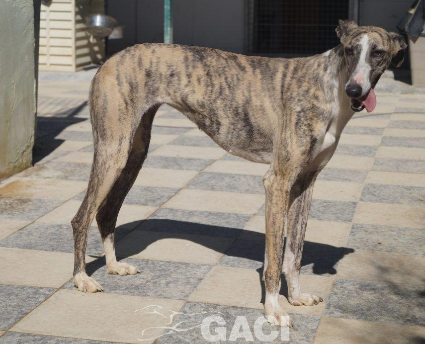 P190224_01 MIMI H3 941000021939497 ( CEDIDA) (2)