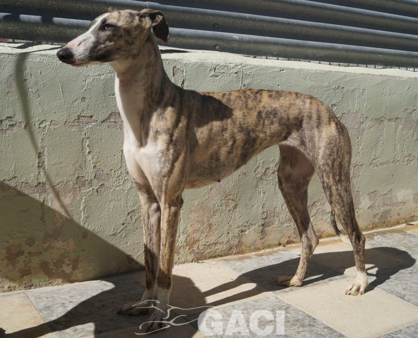 P190224_01 MIMI H3 941000021939497 ( CEDIDA) (3)