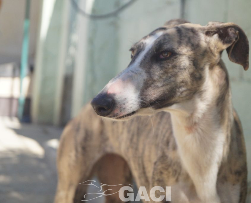 P190224_01 MIMI H3 941000021939497 ( CEDIDA) (4)