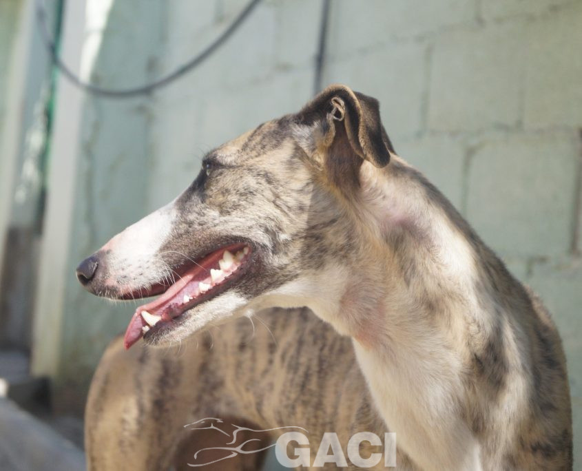 P190224_01 MIMI H3 941000021939497 ( CEDIDA) (5)