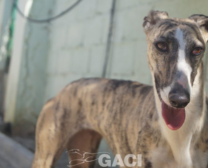 P190224_01 MIMI H3 941000021939497 ( CEDIDA) (6)