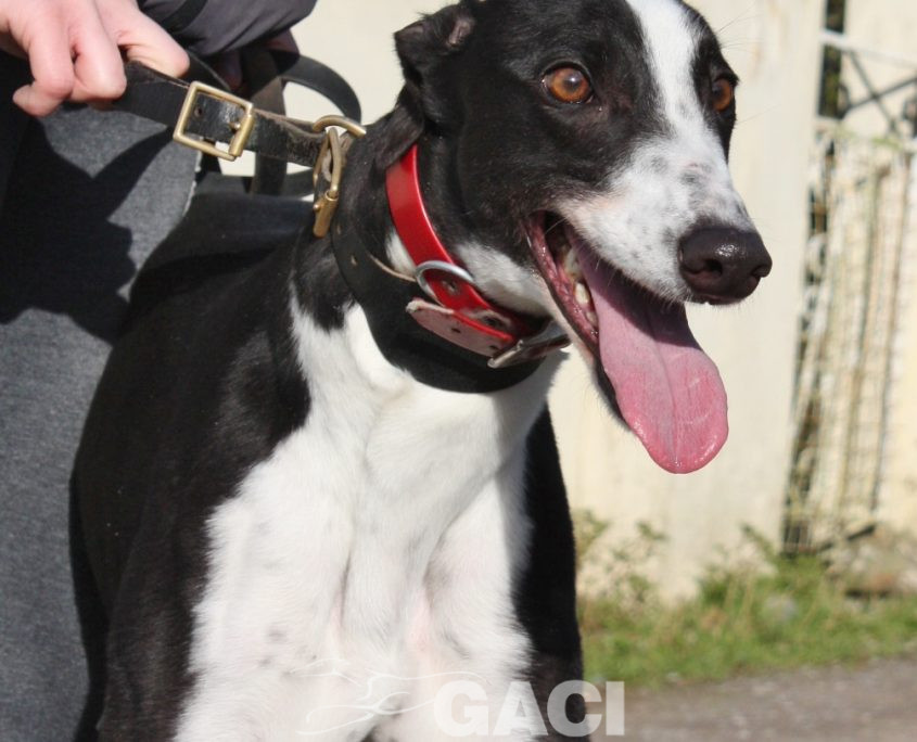 ROSMINE - 22-01-2016 - F (1)