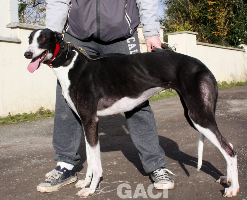 ROSMINE - 22-01-2016 - F (3)