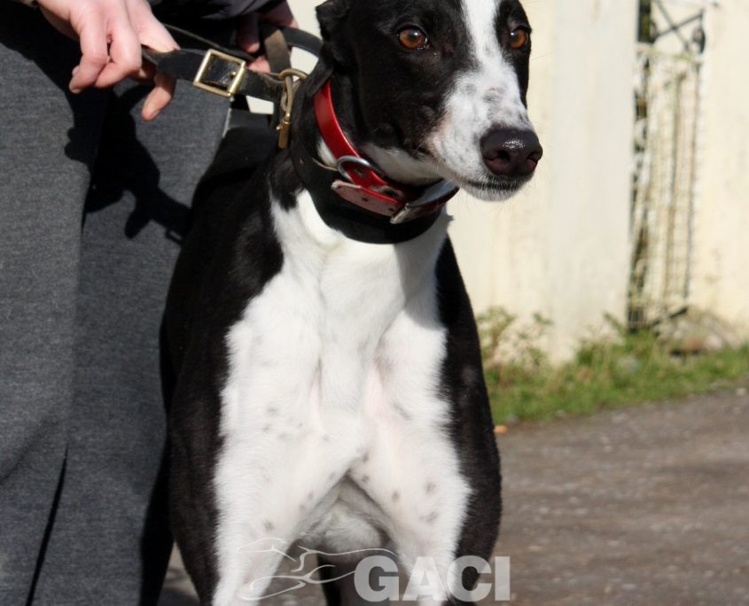 ROSMINE - 22-01-2016 - F (4)