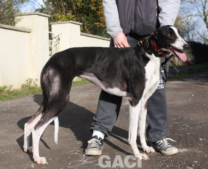 ROSMINE - 22-01-2016 - F (5)