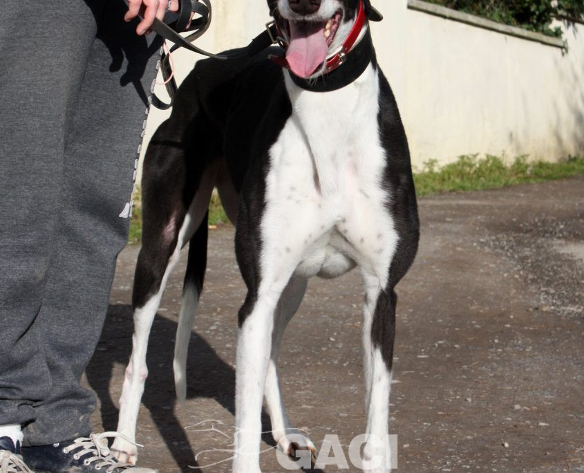 ROSMINE - 22-01-2016 - F (6)