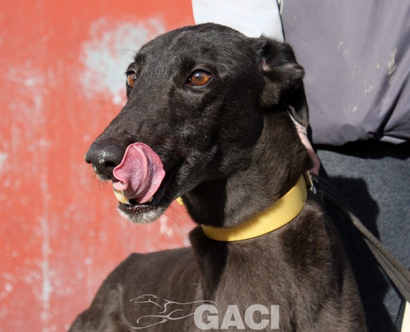 SELINE - 01-11-2012 - F (1)