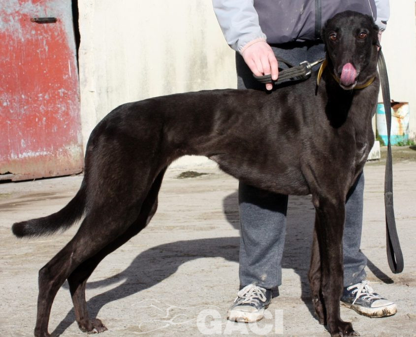 SELINE - 01-11-2012 - F (2)