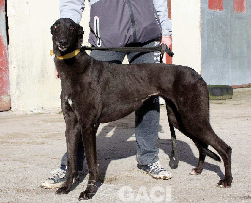 SELINE - 01-11-2012 - F (3)