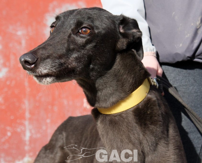 SELINE - 01-11-2012 - F (4)