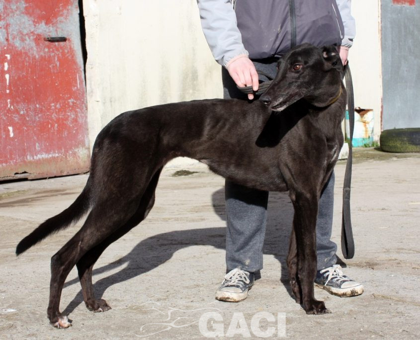 SELINE - 01-11-2012 - F (5)