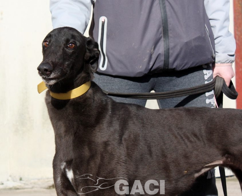 SELINE - 01-11-2012 - F (6)