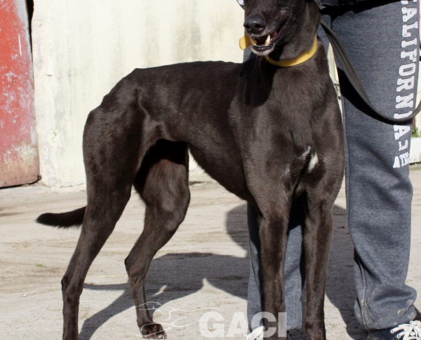 SELINE - 01-11-2012 - F (7)