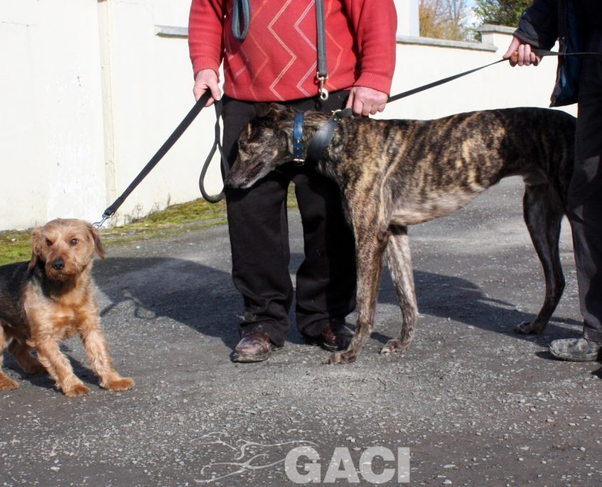 SELINE - 01-11-2012 - F (8)