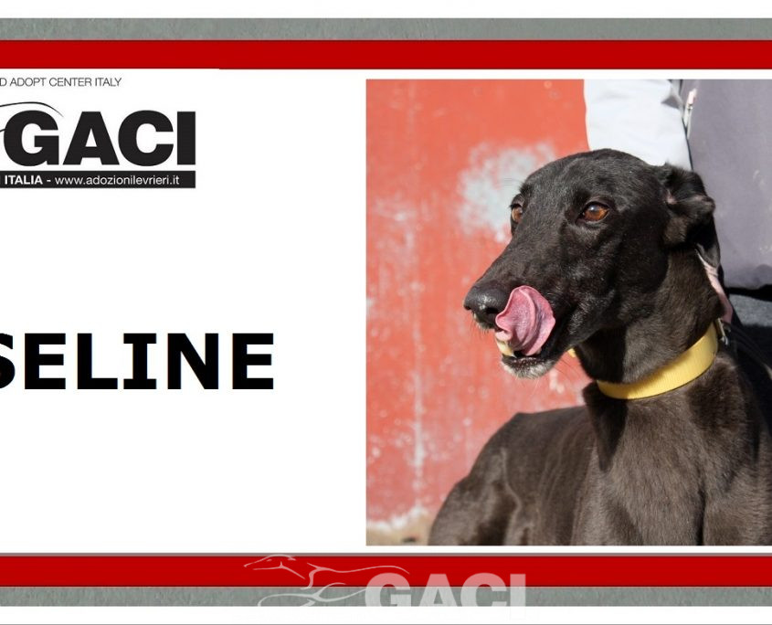 SELINE - 01-11-2012 - F (9)