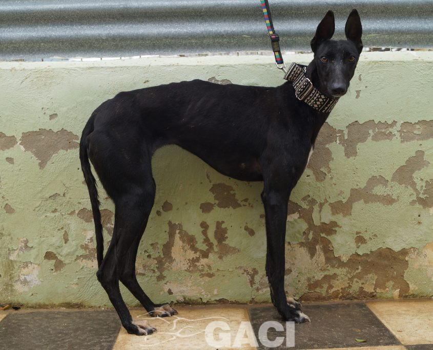 P190422_01 MORA H1 941000023194273 CEDIDA (1)