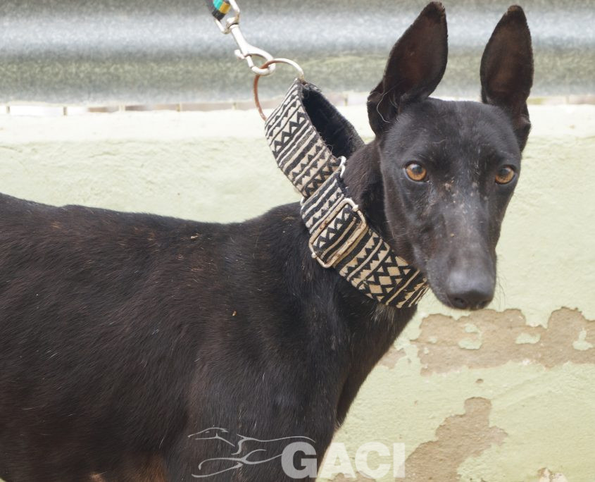 P190422_01 MORA H1 941000023194273 CEDIDA (5)