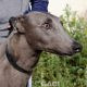 Elliot-Greyhound-07-08-2015-M (1)