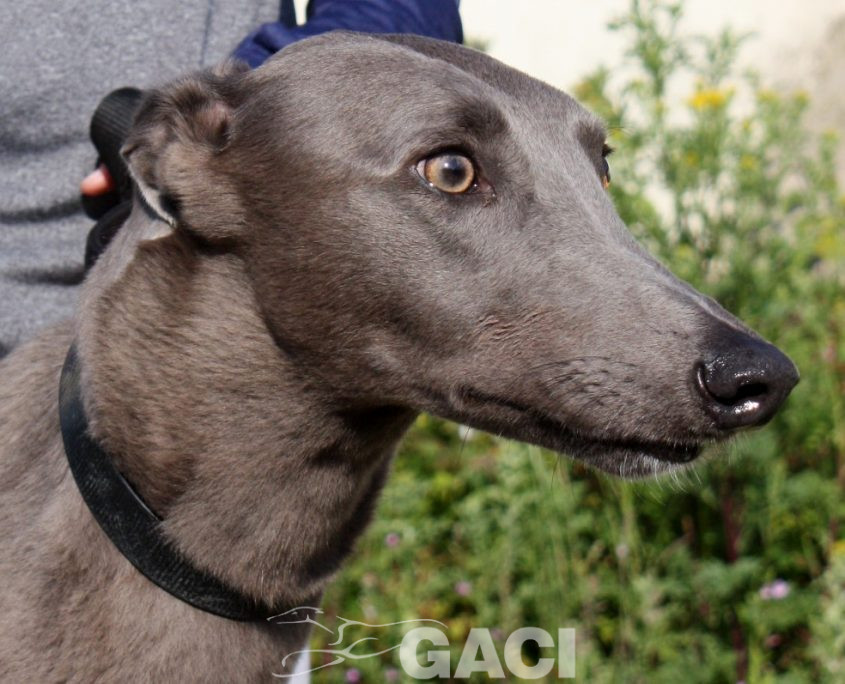 Elliot-Greyhound-07-08-2015-M (1)