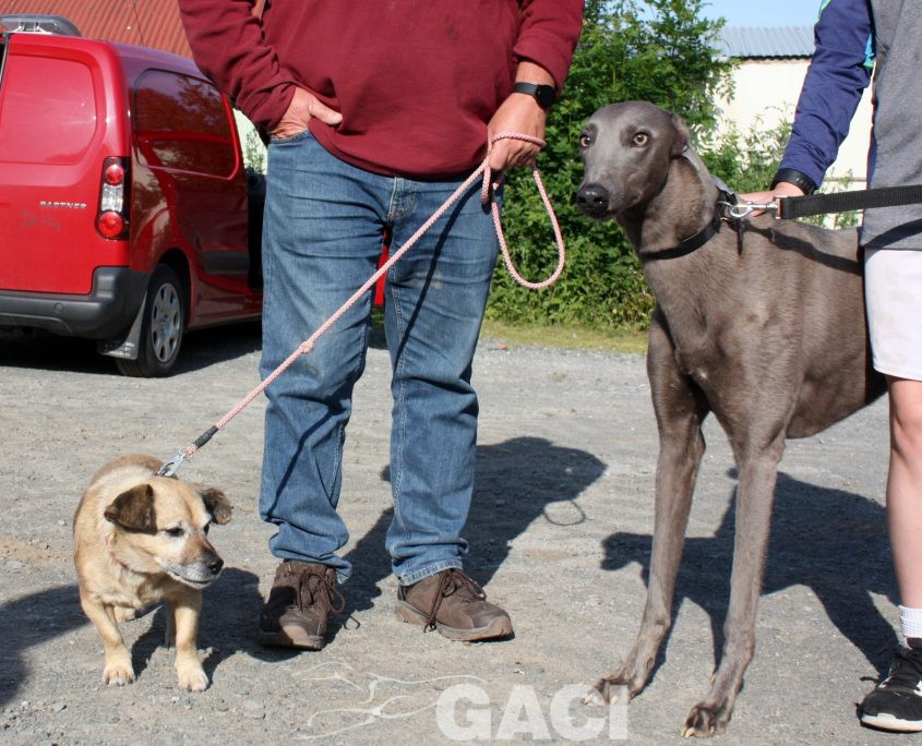 Elliot-Greyhound-07-08-2015-M (10)