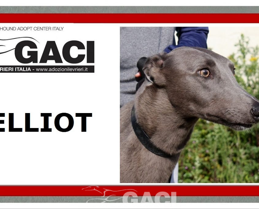 Elliot-Greyhound-07-08-2015-M (11)